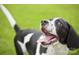 Happy black and white dog in green grass at 5637 Knox Ln # D, Kannapolis, NC 28081