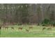 Expansive green lawn with a group of deer grazing, highlighting the property's natural beauty at 6610 Rolling Ridge Dr, Waxhaw, NC 28173
