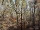 Elevated view of the woods, providing a beautiful view of the surrounding nature and foliage at 25040 Timberlake Dr, Tega Cay, SC 29708