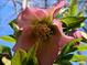 A close-up of a pink flower with yellow centers and green leaves is against a blue sky at 21315 Blakely Shores Dr, Cornelius, NC 28031