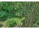 View of the well-maintained backyard showcasing greenery at 3302 Selwyn Farms Ln, Charlotte, NC 28209
