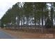 Long line of pine trees along a paved road at 158 White Rd, Wadesboro, NC 28170