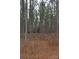 Dense pine tree forest with dry undergrowth at 158 White Rd, Wadesboro, NC 28170