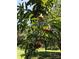 Lush yard featuring a peach tree, promising fresh fruit and a beautiful landscape at 1769 Old Nc 27 Hwy, Mount Holly, NC 28120