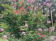 Lush crape myrtle trees with vibrant pink and purple flowers at 10035 Little Creek Rd, Mint Hill, NC 28227