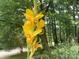 Close-up of yellow Canna Lily flowers in the garden at 10035 Little Creek Rd, Mint Hill, NC 28227