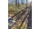 Wooded lot with scattered leaves and underbrush at 34466 Lisa Dr, Albemarle, NC 28001