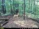 Three deer in a lush forest setting at 277 Archie Mountain Ln, Taylorsville, NC 28681