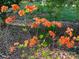 A close up of vibrant orange azalea flowers with green foliage at 161 Picwyck Dr, Mooresville, NC 28115
