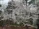 Scenic view of a cherry blossom tree in full bloom and pink magnolias at 8814 Beaver Creek Dr, Charlotte, NC 28269