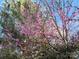 Close up of a redbud tree in full bloom with a blue sky at 8814 Beaver Creek Dr, Charlotte, NC 28269