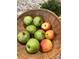 A basket of freshly picked apples, ready to be eaten at 3317 Ritch Ave, Charlotte, NC 28206