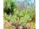 Aromatic lavender plant adding beauty to the landscape at 3317 Ritch Ave, Charlotte, NC 28206