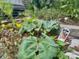 A garden featuring rhubarb plants and other greenery at 3317 Ritch Ave, Charlotte, NC 28206