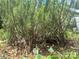An established rosemary bush, ready to flavor your culinary creations at 3317 Ritch Ave, Charlotte, NC 28206
