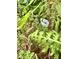 Lush sage plant in a garden bed, perfect for home cooking at 3317 Ritch Ave, Charlotte, NC 28206