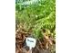 Fresh thyme growing in garden, great for cooking or teas at 3317 Ritch Ave, Charlotte, NC 28206