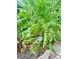 Yarrow plant with feathery leaves and medicinal qualities at 3317 Ritch Ave, Charlotte, NC 28206