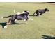 Community dog run featuring playful dogs enjoying the open space and lush green grass at 203 Riverview Ter, Clover, SC 29710