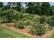 Lush community garden featuring a variety of colorful flowers, vegetables, and thriving plants at 203 Riverview Ter, Clover, SC 29710