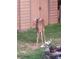 Backyard view features a deer standing near a shed, offering a glimpse of wildlife at 8115 Kingsland Dr, Waxhaw, NC 28173