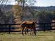 Two horses grazing in a fenced pasture at 172 Tuckertown Rd, New London, NC 28127