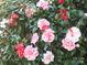 A vibrant bush of pink and red camellias in full bloom at 3828 Chandworth Rd, Charlotte, NC 28210