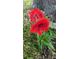 Two vibrant red amaryllis flowers in bloom at 6963 Kershaw Camden Hwy, Kershaw, SC 29067