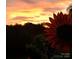 Image of a sunflower with a sunset in the background at 955 Brafford Dr, Concord, NC 28025