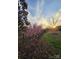 View of a backyard with flowering trees and a well-maintained lawn, perfect for outdoor enjoyment at 2012 Orby Ave, Indian Trail, NC 28079