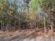 Wooded lot with tall pine trees and leaf covered ground at 3A Oak Dr # 3, Monroe, NC 28112