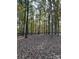 Wooded lot with tall trees and leaf covered ground at 3A Oak Dr # 3, Monroe, NC 28112