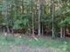 Wooded lot with mature trees and grassy area at 304 Tradition Dr, Mount Gilead, NC 27306