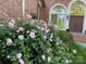 Pink rose bushes near home entrance at 1629 Southpoint Ln, New London, NC 28127