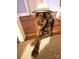 A brown dog wearing a hat and sunglasses at 1723 Oak St, Charlotte, NC 28269