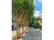 Long driveway lined with crape myrtle trees leading to a beautiful home, creating a grand entrance at 16824 Ashton Oaks Dr, Charlotte, NC 28278