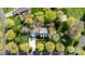 Aerial view of a home surrounded by lush greenery and mature trees at 1207 Chadbourne Ave, Concord, NC 28027