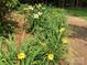 A garden path borders a garden abundant with blooming lilies, creating a tranquil and colorful landscape on this property at 4522 Long Cove Dr, Denver, NC 28037