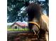 Close-up of beautiful horse in pasture with the barn in background at 3427 Joe Johnson Rd, Catawba, NC 28609