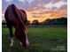 Beautiful horse grazing in a lush green pasture under a colorful sky at 3427 Joe Johnson Rd, Catawba, NC 28609