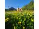 Pasture with miniature horse grazing in yellow wildflowers under a blue sky at 3427 Joe Johnson Rd, Catawba, NC 28609