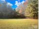 Large wooded backyard with a mix of evergreen and deciduous trees, offering privacy and natural beauty at 14818 Hooks Rd, Matthews, NC 28105