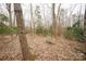 Photo highlighting the tree-filled landscape with greenery and natural growth at 351 York Spann Rd, Hamptonville, NC 27020