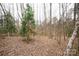 Image of wooded area with towering trees and a carpet of leaves at 351 York Spann Rd, Hamptonville, NC 27020