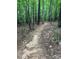 Walking trail through a lush forest with mature trees and natural ground cover at 8080 Monbo Rd, Catawba, NC 28609