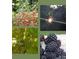 Multiple views of fresh blackberries growing in the yard of a home at 607 Anthony Grove Rd, Crouse, NC 28033