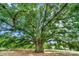 Majestic mature oak tree with sprawling branches providing shade and character to the property at 2711 Liberty Hall Ct, Waxhaw, NC 28173