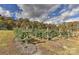 Agricultural scene with trellises in a rural setting, backed by lush forests and a dynamic sky at 153 Badenyon Pl, Union Grove, NC 28689