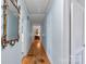 Hallway with wood floors, blue walls, and antique mirror creating a cozy and classic feel at 710 Peranna Pl, Charlotte, NC 28211