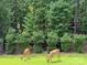 Two deer peacefully graze in the expansive backyard amid the lush trees at 220 Kenway Loop # 41, Mooresville, NC 28117